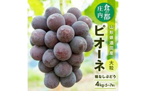 🍇秋の入口はもうすぐ！大粒ブドウを頬張ろう😋🍇