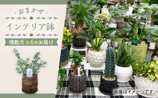 置くだけでおしゃれ！観葉植物 インテリアグリーン 6回定期便 季節ごとに変わるおまかせ鉢植え