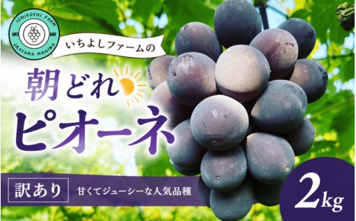 ピオーネ 2kg(3~4房)種無し 訳あり＜除草剤不使用＞岡山産いちよしファームの朝どれピオーネ