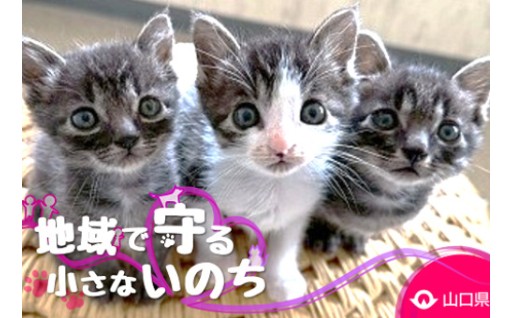地域で守る小さな命！やまぐち犬猫支援事業