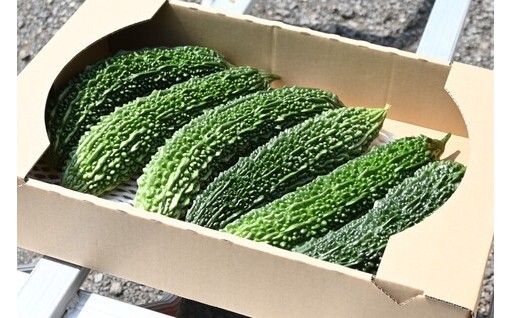 夏を乗り切る野菜！「ゴーヤ！」