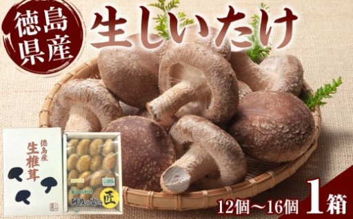 徳島県産 生しいたけ 1箱(12個～16個）