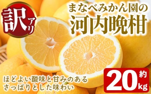 訳あり！まなべみかん園の河内晩柑(約20kg) 
