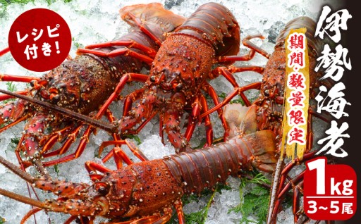 【宮崎県都農町】＼🦐今年も伊勢海老の季節がやってきた🦐／✨数量限定✨伊勢海老(計1kg)🦐