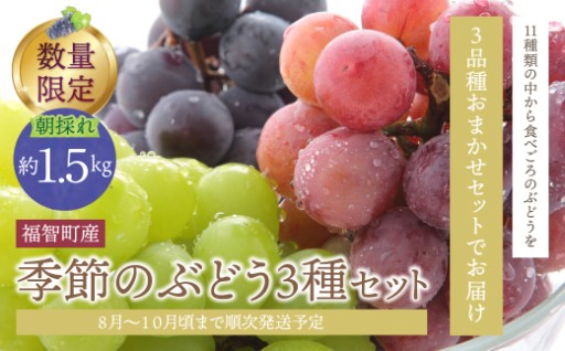 福智町産！彩り豊かな季節のぶどう3種セット✨