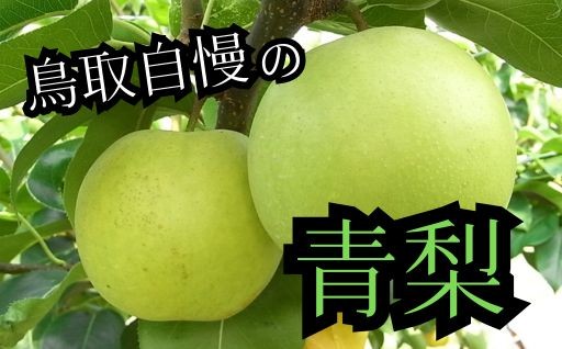 今月からお届け！ 鳥取自慢の「青梨」です！！