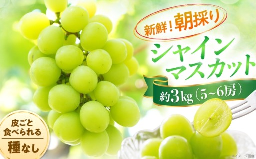 朝採り直送！内子町産シャインマスカット3kg
