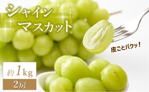 【 先行予約 】 数量限定 シャインマスカット 熊本県和水町産 約1kg