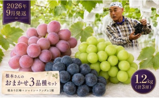 9月発送！ぶどう 根本さんのお任せ３品種セット