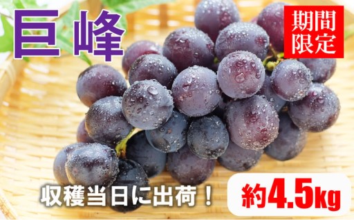 【 先行予約 】 巨峰 熊本県産 ぶどう 4.5kg