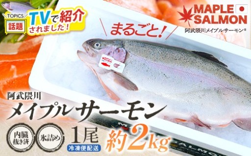 阿武隈川メイプルサーモン鮮魚 1本 約2kg