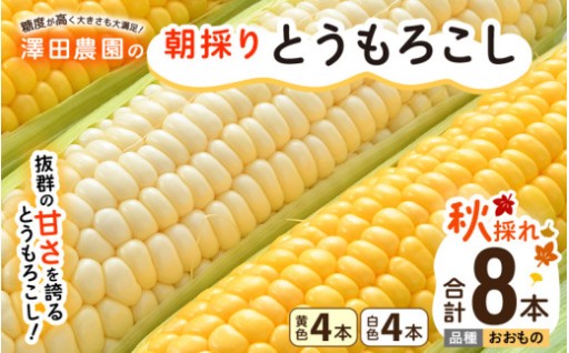 【先行予約】あま～い✨糖度はフルーツ以上！新鮮🌽