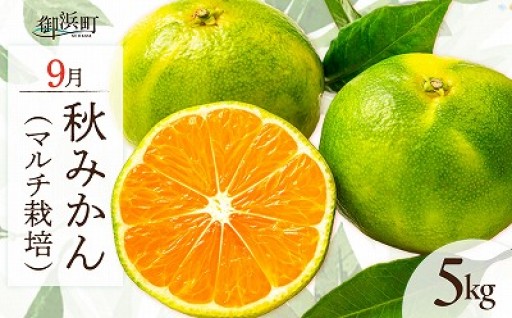 【マルチ栽培で濃い味わい】🍊9月の御浜柑橘 秋みかん 5キロ