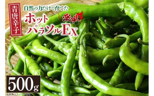 柚子胡椒作りに、安心とおいしさをお届けします