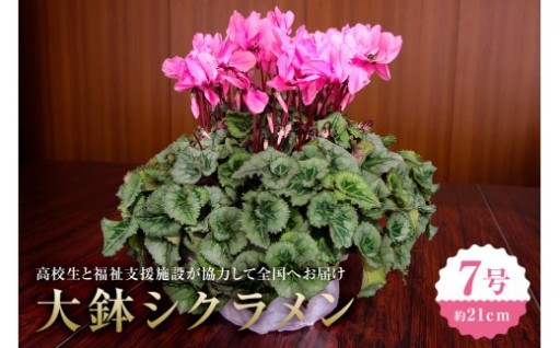 【思いやり型返礼品】　先行予約　大鉢シクラメン　