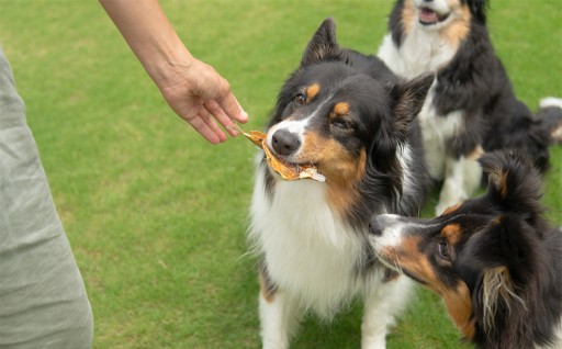 ＜犬用おやつ＞天然鮎を丸ごと!清流・高津川の 《鮎ジャーキー》(3尾入り・添加物不使用)