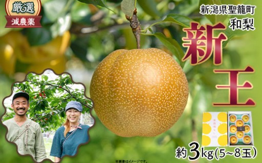 【梨の王様を味わう】新潟和梨 ≪新王≫ 約3kg（5～8玉）