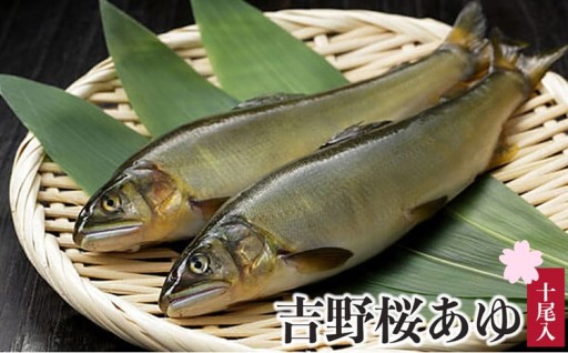 清流と桜が育む吉野の香魚 桜あゆ🐟