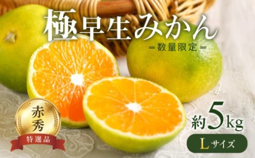 【2026年先行予約】 極早生みかん 5kg 赤秀 Lサイズ