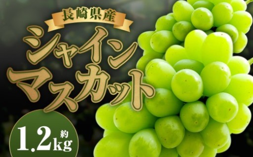 長崎県産 シャインマスカット 約1.2kg 【2026年8月下旬～9月下旬迄発送予定
