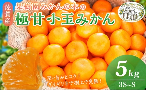果樹園みかんの木の極甘小玉みかん 5kg