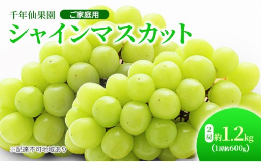 岡山県産 シャインマスカット 2房 約1.2kg（1房約600g）