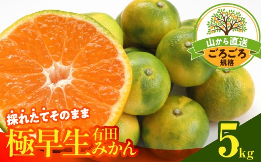 【2026年先行予約】みかん 極早生 山から直送 箱込 5kg ( 内容量 4.4kg ) 
