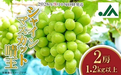【至福のひと粒体験♪】シャインマスカット 晴王（2房）