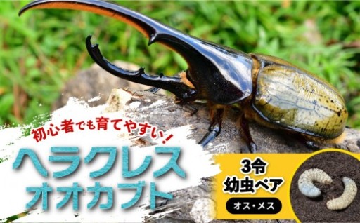 【先行予約】ヘラクレスオオカブト3令幼虫ペア ※育て方の説明書付き【2026年9月から順次発送】
