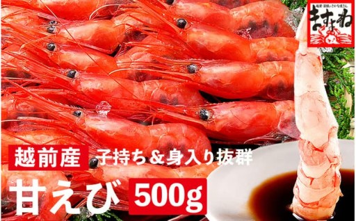 産地直送！越前沖で獲れる『子持ち越前甘えび』