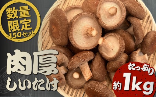 【先行予約】【数量限定150セット】不揃い肉厚しいたけ 約1kg
