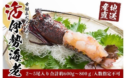 活 伊勢海老 2尾 ～ 5尾 合計 約 600g ～ 800g