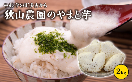 多古町の特産品！やまと芋をご紹介✨