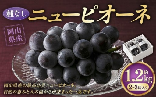 ニューピオーネ 1.2kg （2～3房）【2026年8月下旬-9月下旬発送予定】