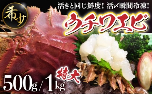 【数量限定】活〆瞬間冷凍『ウチワエビ』！
