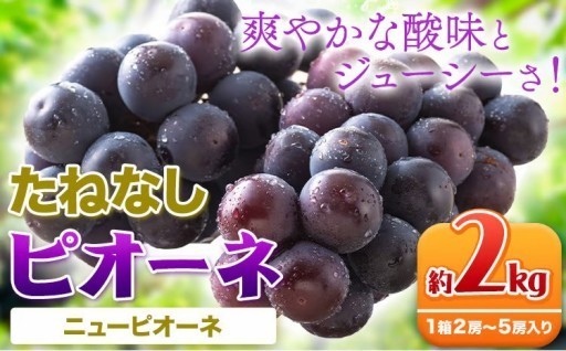 【もうすぐ受付終了！】秋の味覚を堪能🍇たねなしピオーネ 約2kg