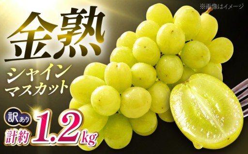 ＼生活応援よか値キャンペーン／【先行予約】【訳あり】シャインマスカット 約1.2kg 【合同会社 こば農園】