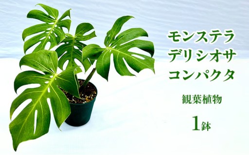 モンステラ デリシオサ コンパクタ 観葉植物 