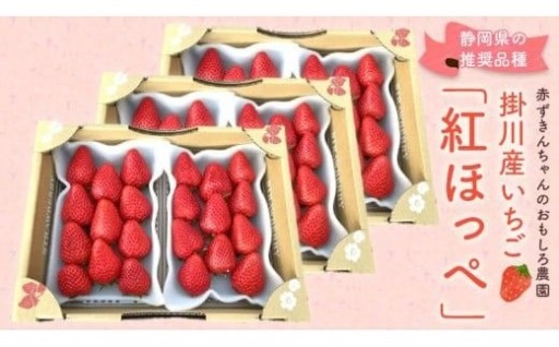 ＜先行受付開始！＞　いちご（紅ほっぺ）×6パック