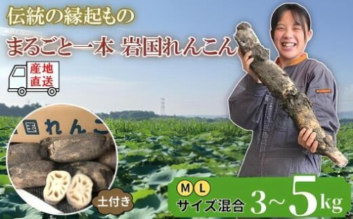 【肉厚れんこん】岩国産れんこん 選べる! 3~5kg