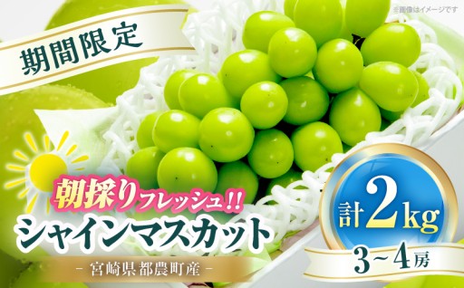 【宮崎県都農町】📢期間限定📢👑ぶどうの女王様👑シャインマスカット(計2kg)🍇