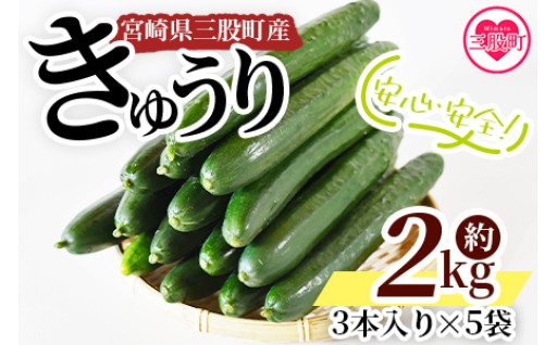 【先行予約】【期間限定】宮崎県産きゅうり(約2kg)