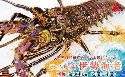 感動する綺麗な海で育った徳之島産伊勢海老！