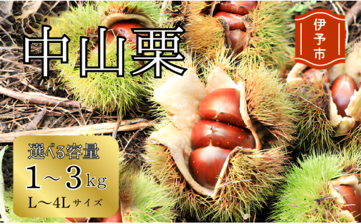 🌰【期間限定】中山栗 L～4Lサイズ 【選べる容量】1～3kg🌰
