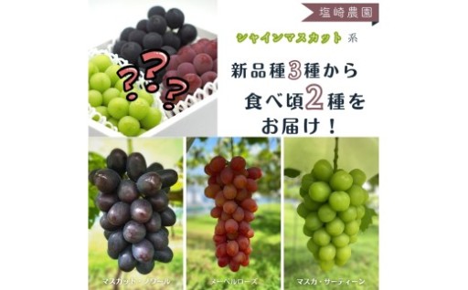 希少品種を食べ比べ！種なし＆皮ごと食べられる