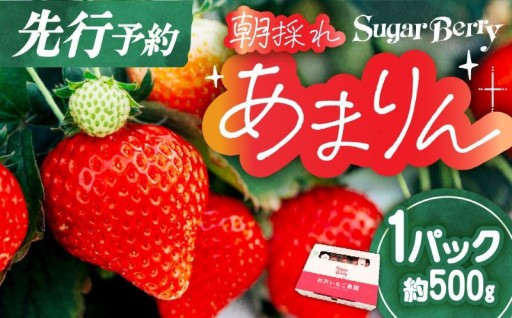 ＼大好評／朝採れいちご「あまりん」の先行予約