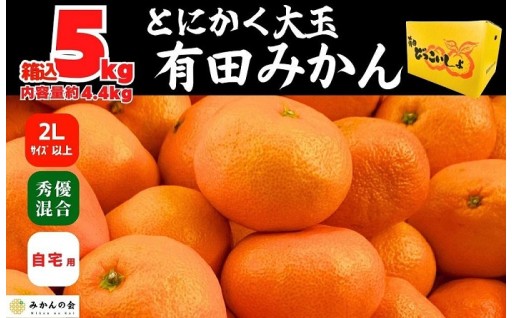 みかん 大玉 どっこいしょ 箱込 5kg または 10kg 2Lサイズ以上 