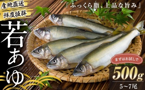 若あゆ（冷蔵配送）500g（5尾～7尾）OGATA養殖技術研究所