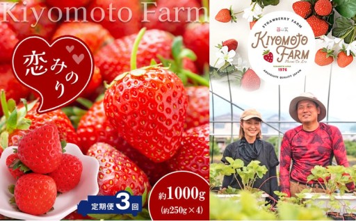 【 定期便 3回 】 熊本たまな産 イチゴ 恋みのり 約1000