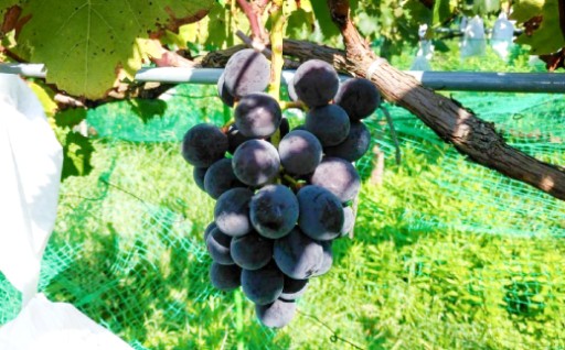 目指すは甘熟！濃厚ピオーネとみやまぶどう2kg🍇